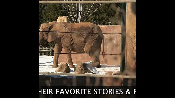 Share your elephant memories! #elephant #elephantlove  #louisville
