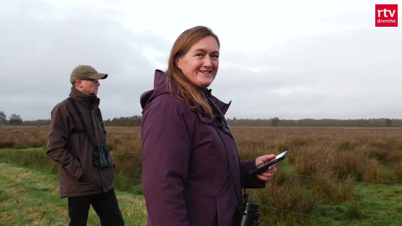 Veldwerk | Blauwe kiekendief