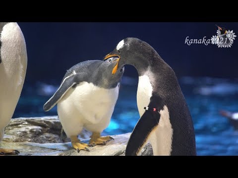 海響館 オキアミを食べるジェンツーペンギン達 Youtube
