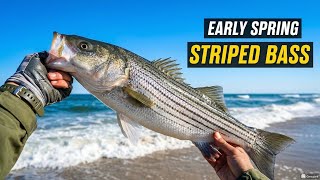 Stripers Are Here Early Spring Run Striped B Fishing In Long Island Ny