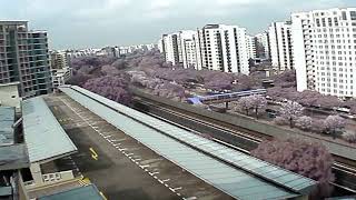 Live: Woodlands Cam Live Stream
