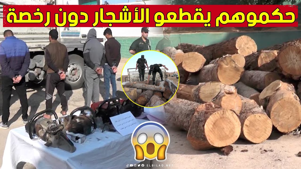 توقيف شبكة مختصة في تقطيع الأشجار دون رخصة بغابة 