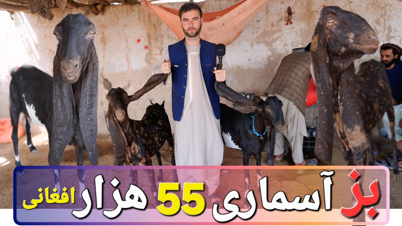 گزارش سیتی لنز 💥 آشنایی با ۱۲ نوع بز پاکستانی یا آسماری با نرخ‌هایی که هیچ‌کس انتظار نداشت!