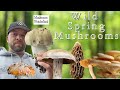 Wild spring mushrooms of 2024