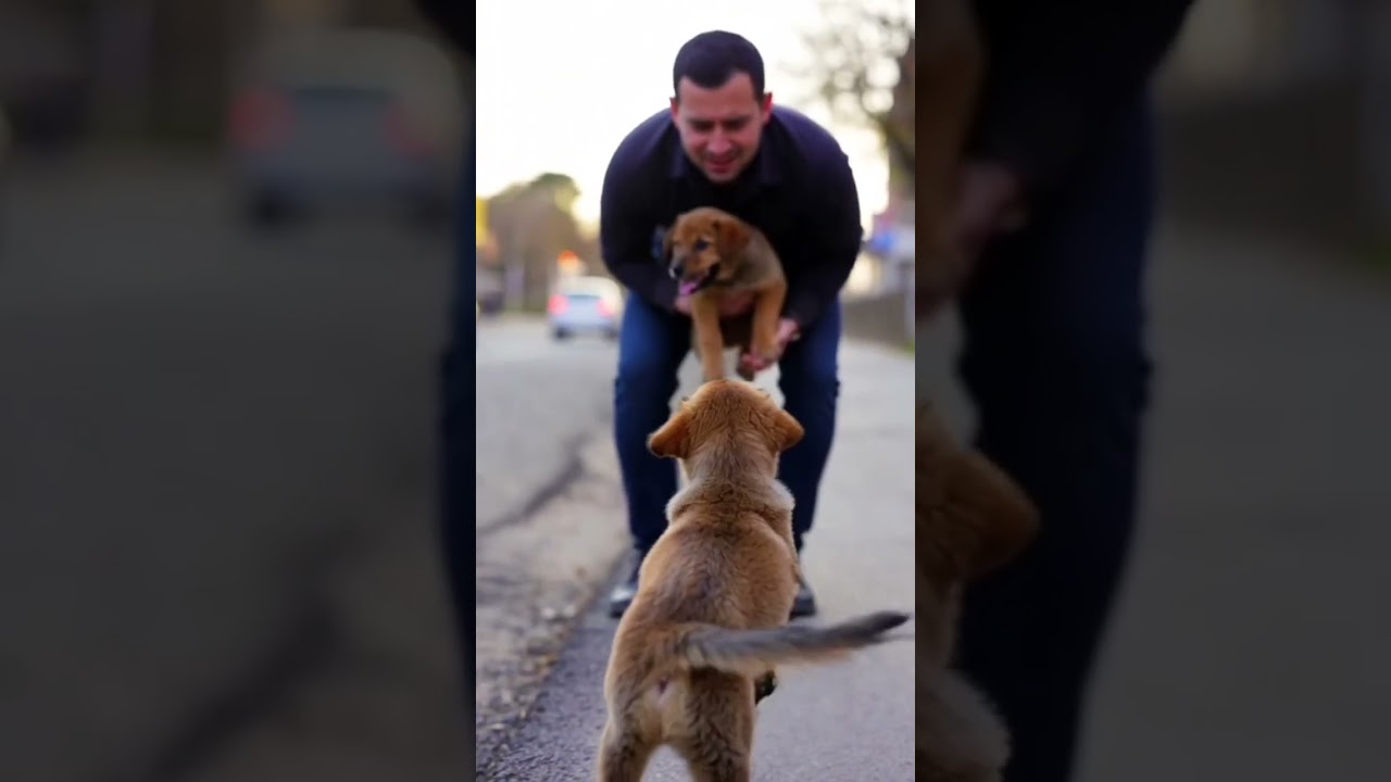 Thrown in the Rive Saved by a Hero Boy | Emotional Puppy Rescue Story