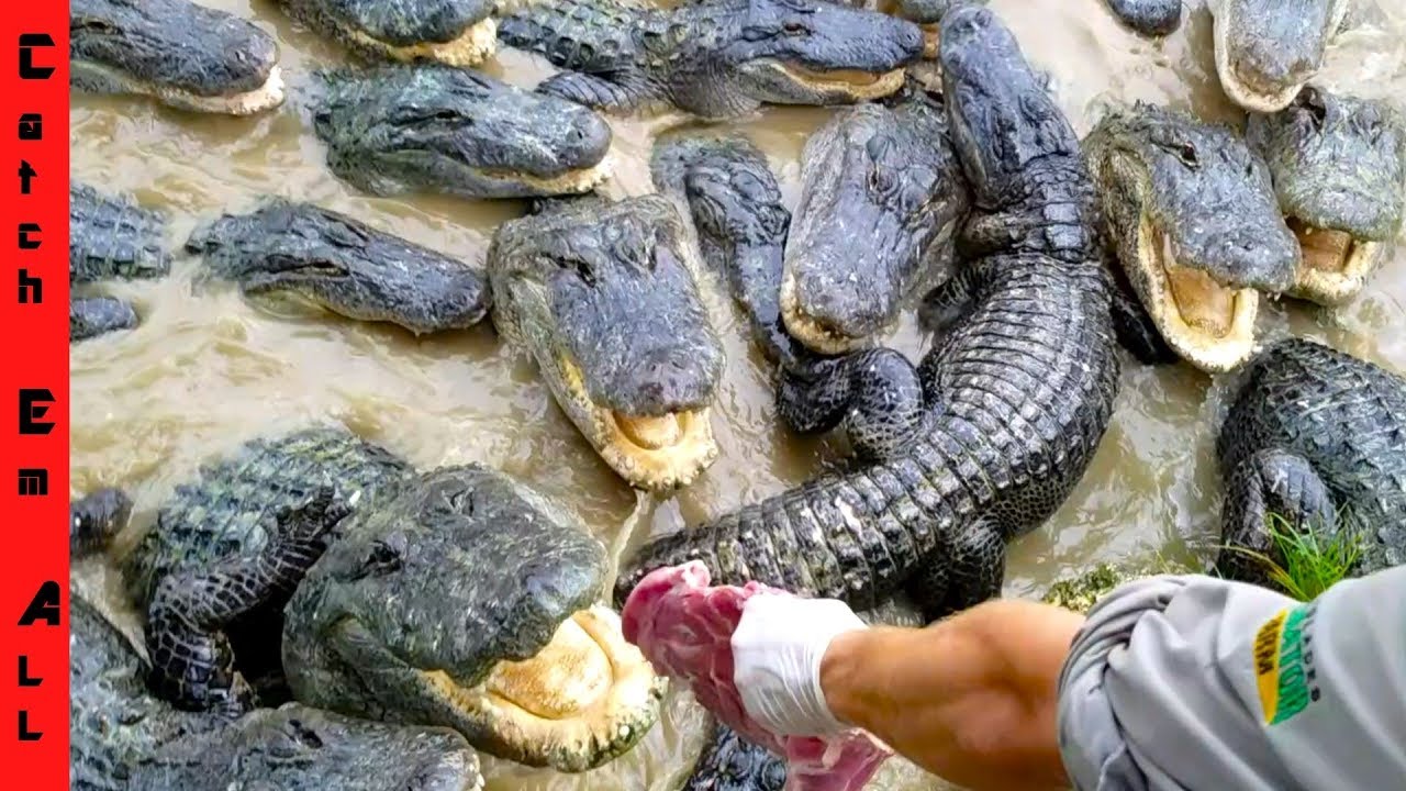 1000 ALLIGATOR FIGHT Vs MEAT! with Chandler's Wildlife YouTube