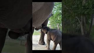 baby elephant milk feeding time 😍😍🐘 #elephant #viral #milkfeeding #cute #shorts