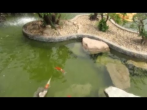 Video: Cov Neeg Zoo Nkauj Thoob Dej Yug Ntses