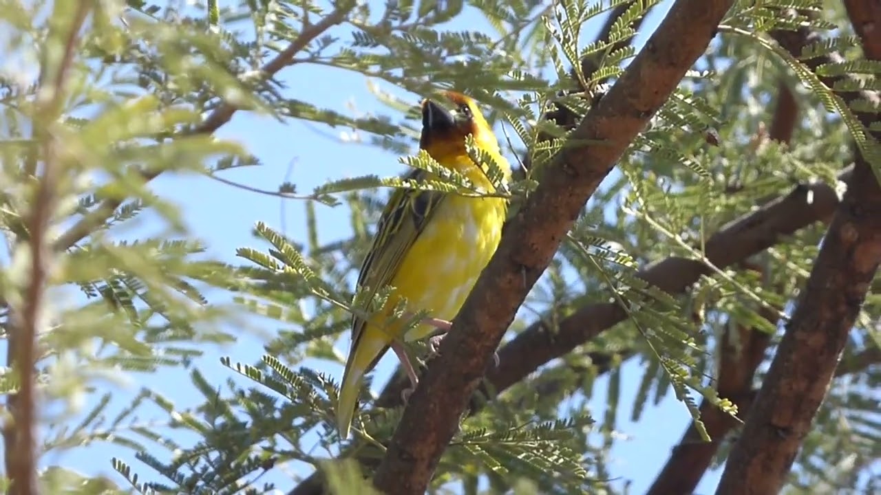 Rüppell's Weaver, Ploceus galbula, Fôret du Day, Djibouti, 29 Dec 2014 (3/6)