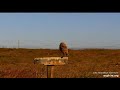 Mike, coyotes, and other owl/bird 5/14/26 (explore.org and ORI BUOW cam)