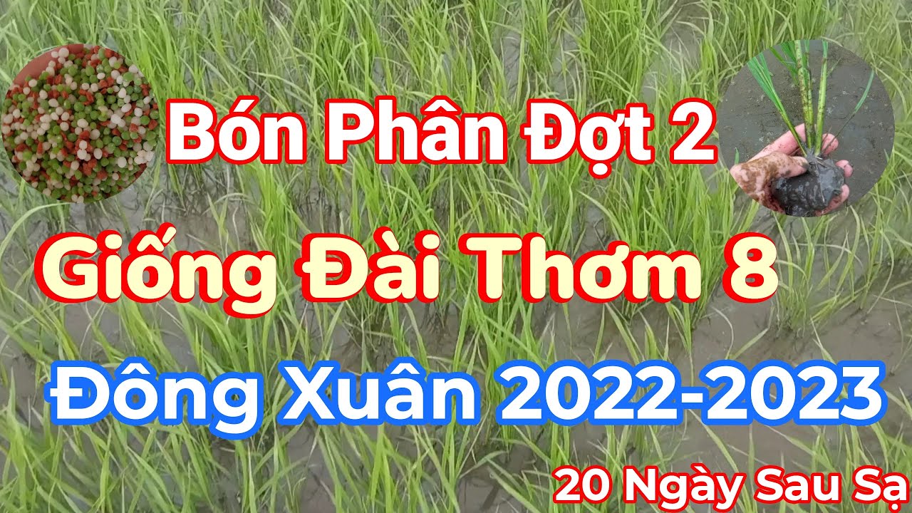 Cách Bón Phân Đợt 1 Giống Đài Thơm 8 Đông Xuân 2022 - 2023 |nguyễn tới st