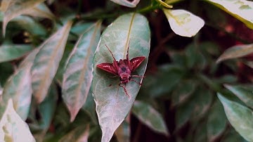 Free Stock Video Footage (Copyright free)- The Moth