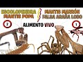 ESCOLOPENDRA - MANTIS POPA NINFA // MANTIS MARRÓN - FALSA ARAÑA LOBO | DOS VÍDEOS