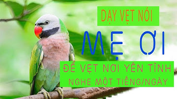 001. Dạy vẹt nói MẸ ƠI - Giọng người thật - Nghe hiệu quả