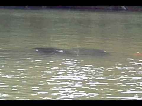 hartwell lake boat ramp accident vid3 - youtube