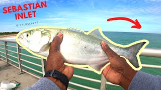 SEBASTIAN INLET Pier Fishing Using LIVE Bait!