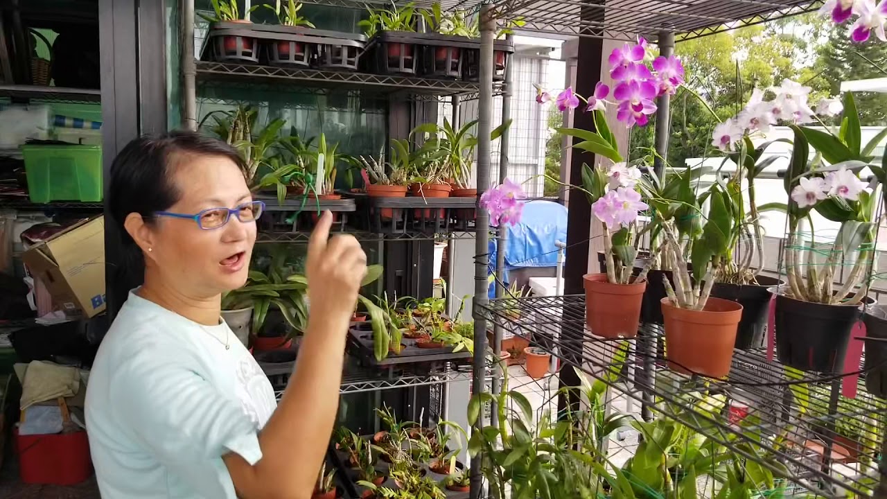 香港蘭藝會11月網上登堂入室