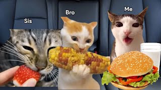Cat Memes: Family road trip compilation
