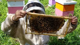 Combining Weak Hives - Saving a hive by sacrificing a hive