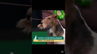 wire fox terrier / fox terrier pelo de alambre