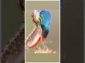 Fan-throated Lizard Display 🦎  #lizard #pune #shorts