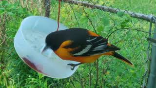 Baltimore oriole at our window by David Rosenfield 18 views 3 years ago 12 seconds