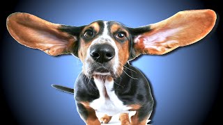 High Frequency Sound For Dogs