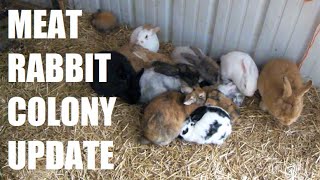 Meat Rabbit Colony Update | Setup Changes, Keeping New Rabbits, and Fluffy Kits | January 2022