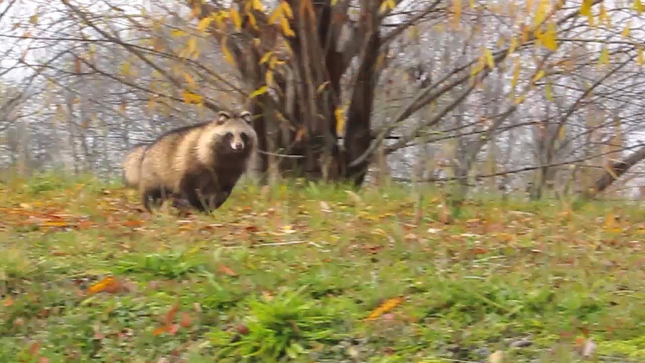 Ezo Tanuki (Hokkaido Raccoon Dog) Sprint Along a Riverbank