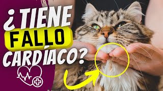 8 señales de que tu gato puede sufrir un paro cardíaco 💓