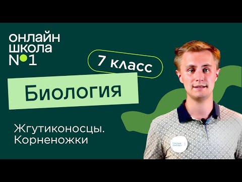 Жгутиконосцы. Корненожки. Видеоурок