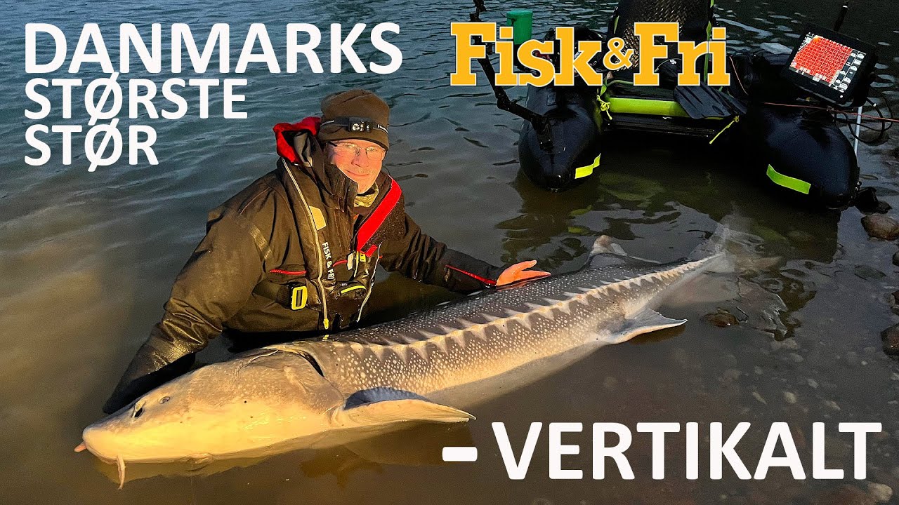 DANMARKS STØRSTE STØR - VERTIKALT - YouTube