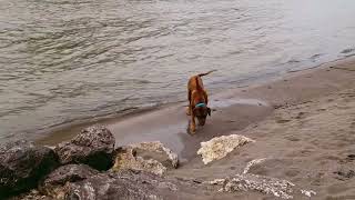 Our Rhodesian Ridgeback enjoying a wonderful April morning at river Salzach beach, 2023