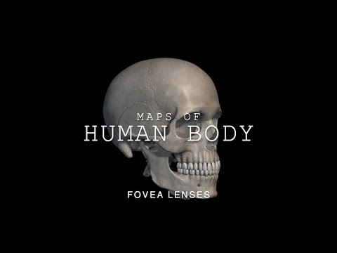 Video: Leverfunktion, Placering Og Anatomi - Body Maps