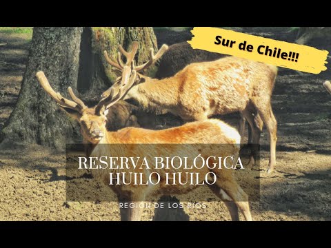 Que hacer en un día en la Reserva Biológica Huilo Huilo?