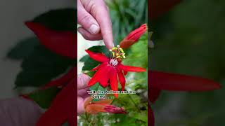 The Crimson Passionflower