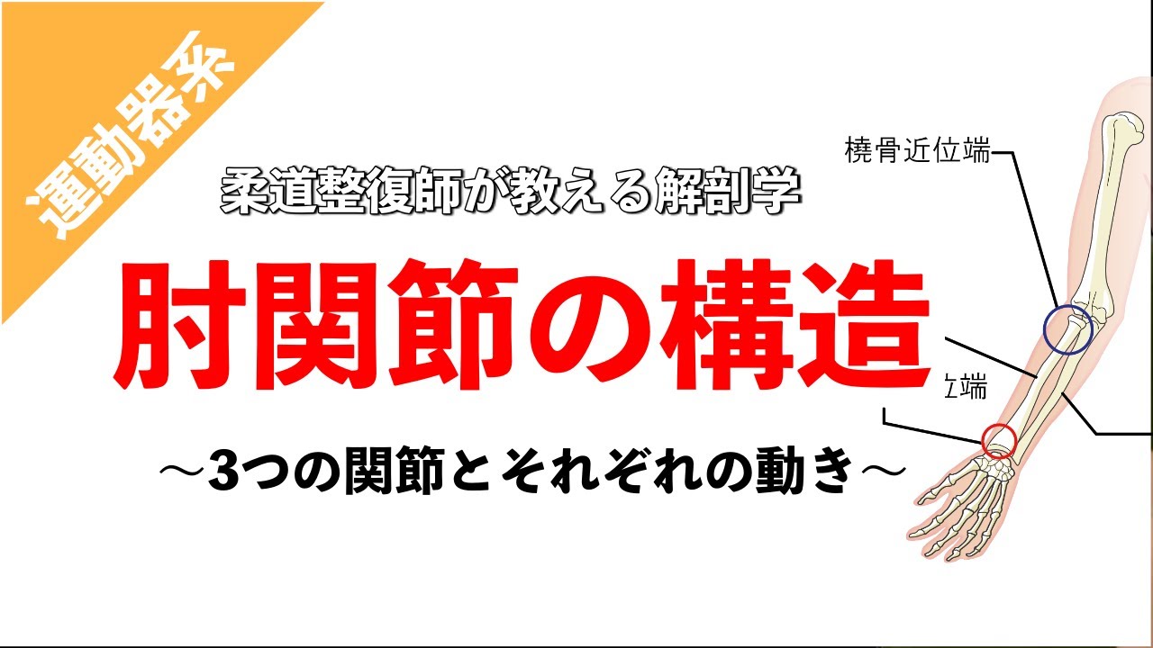 【柔道整復師が教える解剖学】肘関節の構造から知る怪我の防ぎ方【タロ塾＃13】