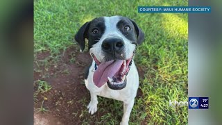 Wags ‘n Whiskers: Become Oreo’s ohana