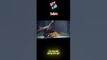 🤣🐟 Cặp Cá Chà Bể “Vật Lộn” – Đùa Vui Hay Đòi Chiếm Lãnh Thổ? 🤔🔥#shortsvideo #viralvideo