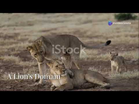 Rhino tiger Stabs At Male Lion With Its Horn