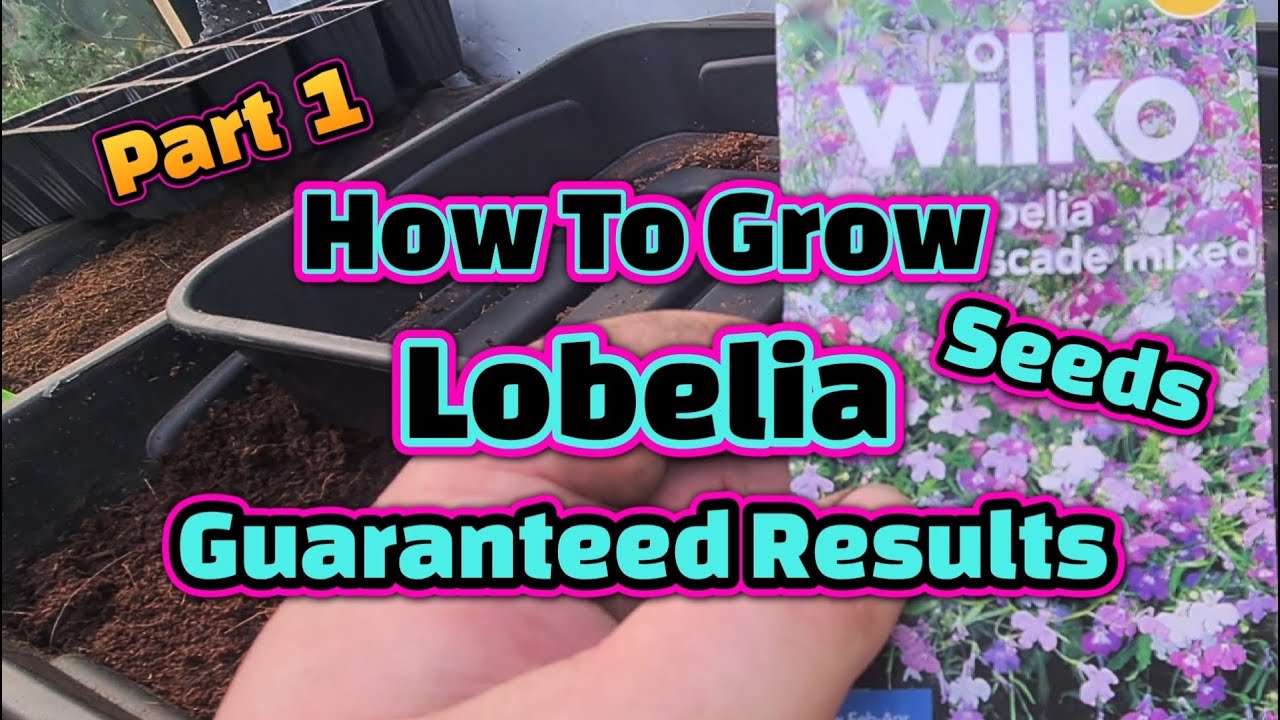How to sow & grow Lobelia seeds part 1 YouTube