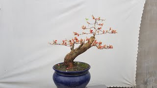 Pruning techniques to make bonsai trees bear fruit.