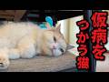 お風呂に入りたくなくて仮病を使う猫がこちら