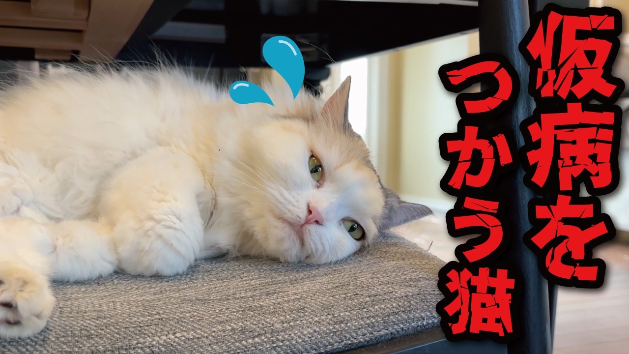 お風呂に入りたくなくて仮病を使う猫がこちら