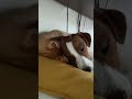 【Jack Russell Terrier傑克羅素㹴BonBon】#shorts 一起睡覺😂 #傑克羅素㹴#橘貓