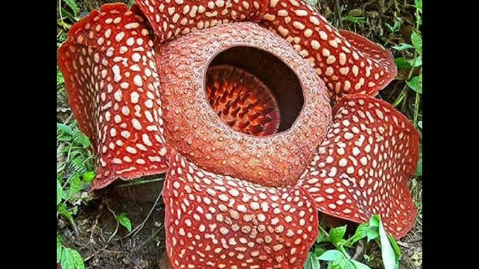 Poltava viloyati Karlovka shahrida jinsiy aloqa uchun yigit qidirilmoqda. Sayyoradagi eng nozik yalangoch qizlar