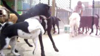 Celebrity DoGone Fun!  The Small Lot Wealth