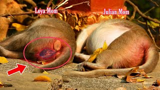 Animals Wildlife 2Mom is Nearly Give Birth, Loya Mom And Julian Mom She is Pregnant Try Sleeping