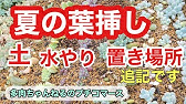 多肉 春の葉挿し水やり 徒長させない頻度 回数 量を解説 Youtube