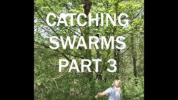 Catching a Swarm Part 3
